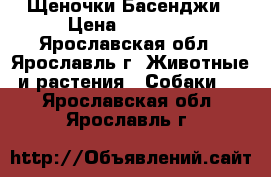 Щеночки Басенджи › Цена ­ 39 000 - Ярославская обл., Ярославль г. Животные и растения » Собаки   . Ярославская обл.,Ярославль г.